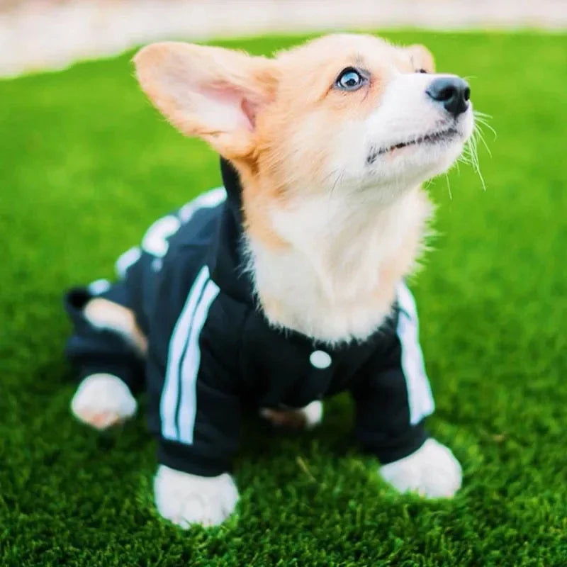 Roupas para animais de estimação Buldogue francês Filhote de cachorro Macacão para animais de estimação Chihuahua Pug Animais de estimação Roupas para cães pequenos e médios Roupa para filhotes de cachorro